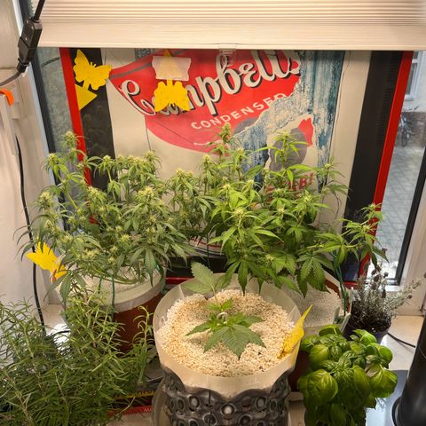 gorilla cookies auto - 9l plastic - herbsoil growlog photo: rearranged 
