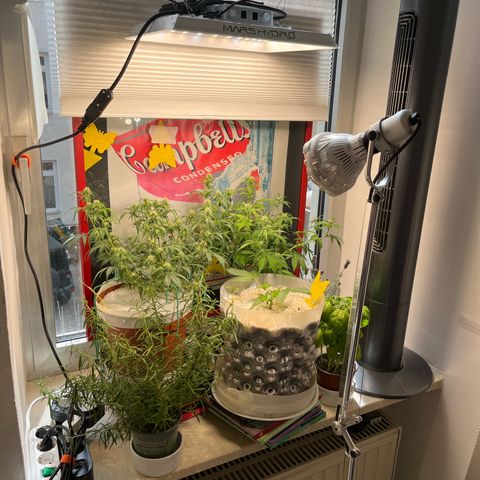 gorilla cookies auto - 9l plastic - herbsoil growlog timeline photo