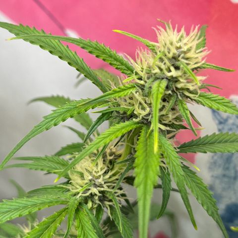 gorilla cookies auto - 9l plastic - herbsoil growlog photo: main bud main girl 