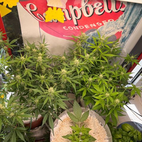 gorilla cookies auto - 9l plastic - herbsoil growlog timeline photo