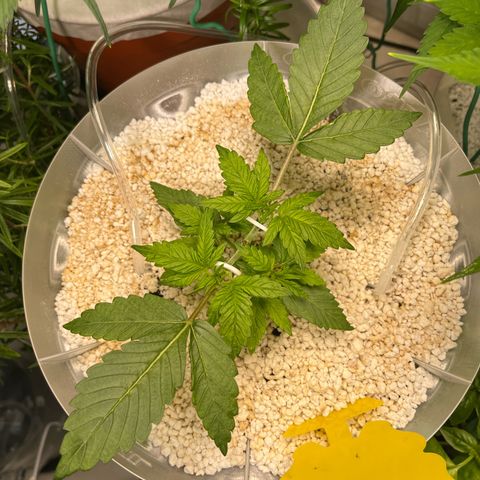six shooter auto - 12l aero pod - light mix growlog timeline photo