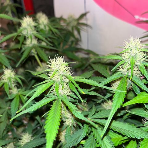 gorilla cookies auto - 9l plastic - herbsoil growlog timeline photo