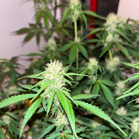 gorilla cookies auto - 9l plastic - herbsoil growlog timeline photo