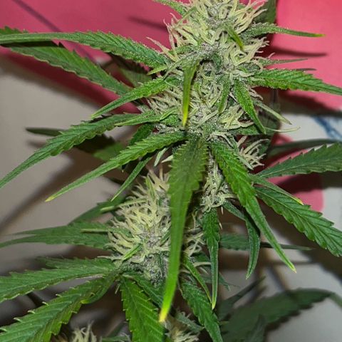 gorilla cookies auto - 9l plastic - herbsoil growlog timeline photo