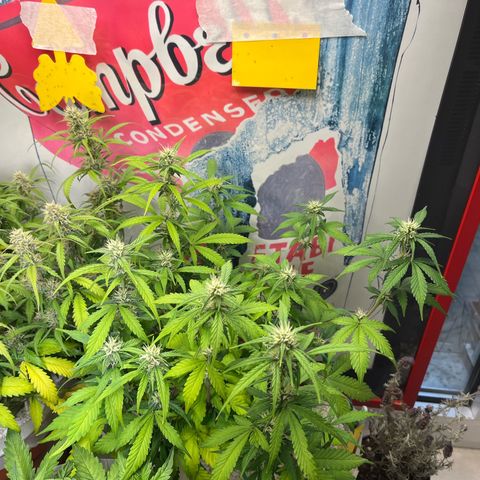 gorilla cookies auto - 9l plastic - herbsoil growlog timeline photo