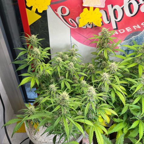 gorilla cookies auto - 9l plastic - herbsoil growlog timeline photo