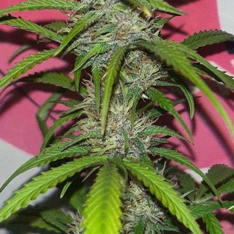 gorilla cookies auto - 9l plastic - herbsoil growlog timeline photo