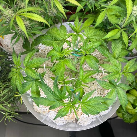 six shooter auto - 12l aero pod - light mix growlog timeline photo