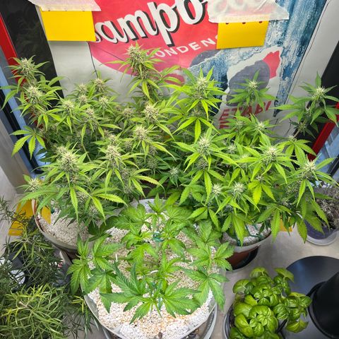 gorilla cookies auto - 9l plastic - herbsoil growlog timeline photo