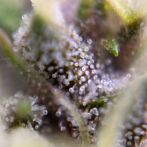 gorilla cookies auto - 9l plastic - herbsoil growlog timeline photo