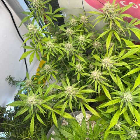 gorilla cookies auto - 9l plastic - herbsoil growlog timeline photo