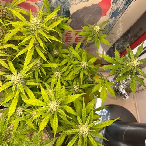 gorilla cookies auto - 9l plastic - herbsoil growlog timeline photo