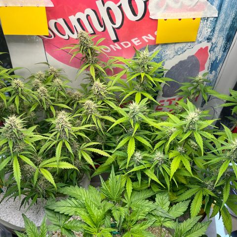 gorilla cookies auto - 9l plastic - herbsoil growlog timeline photo