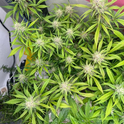 gorilla cookies auto - 9l plastic - herbsoil growlog timeline photo