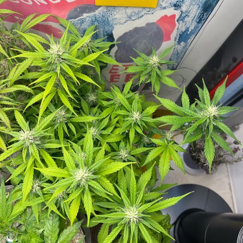 gorilla cookies auto - 9l plastic - herbsoil growlog timeline photo