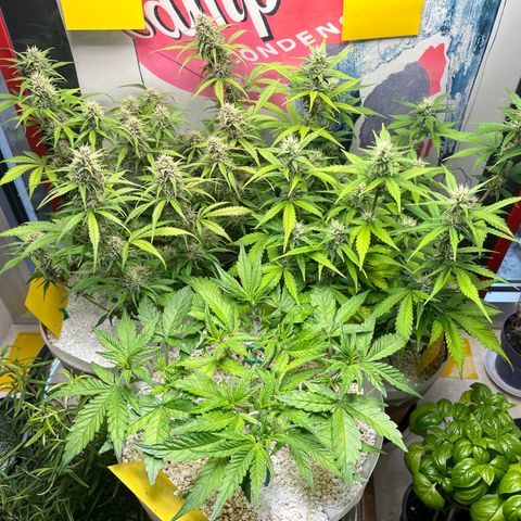 gorilla cookies auto - 9l plastic - herbsoil growlog timeline photo