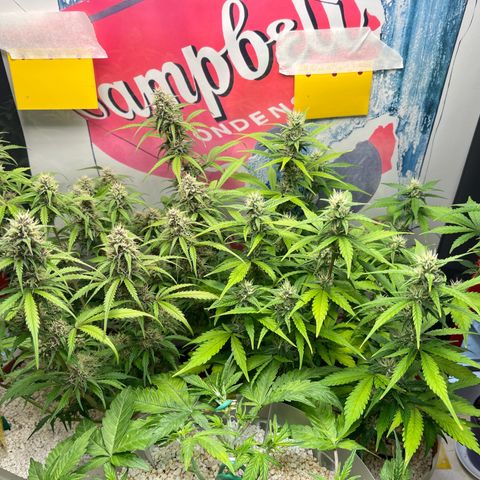 gorilla cookies auto - 9l plastic - herbsoil growlog timeline photo
