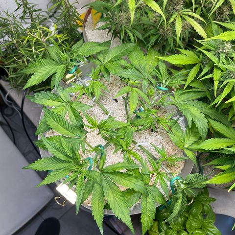six shooter auto - 12l aero pod - light mix growlog timeline photo