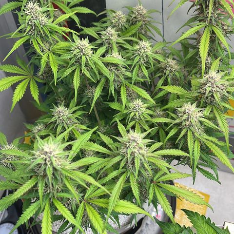 gorilla cookies auto - 9l plastic - herbsoil growlog timeline photo
