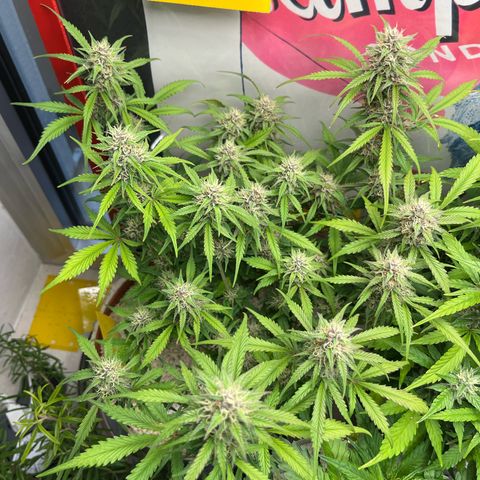 gorilla cookies auto - 9l plastic - herbsoil growlog timeline photo
