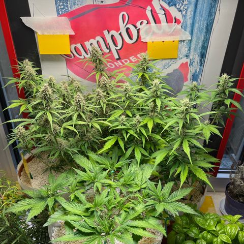 gorilla cookies auto - 9l plastic - herbsoil growlog timeline photo