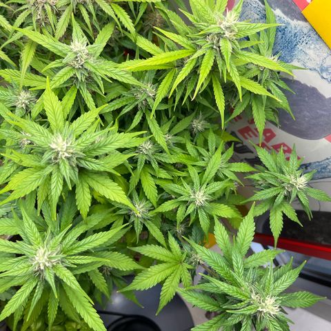 gorilla cookies auto - 9l plastic - herbsoil growlog timeline photo