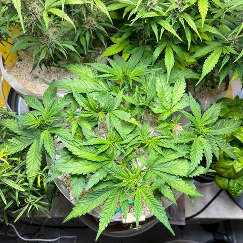 six shooter auto - 12l aero pod - light mix growlog timeline photo