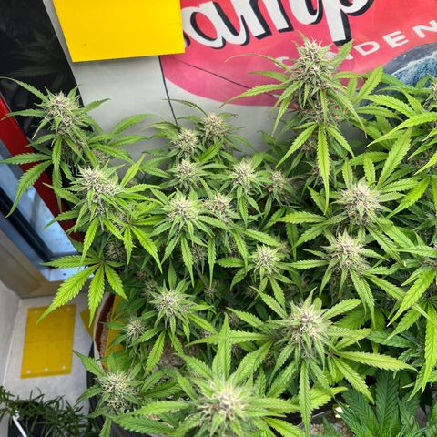gorilla cookies auto - 9l plastic - herbsoil growlog timeline photo
