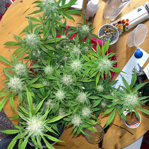 gorilla cookies auto - 9l plastic - herbsoil growlog timeline photo