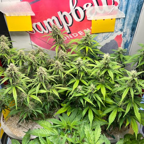 gorilla cookies auto - 9l plastic - herbsoil growlog timeline photo