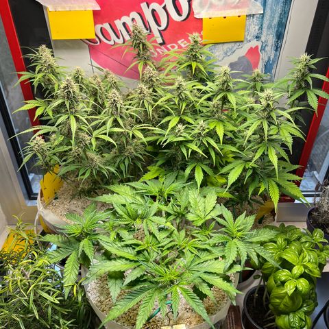 gorilla cookies auto - 9l plastic - herbsoil growlog timeline photo