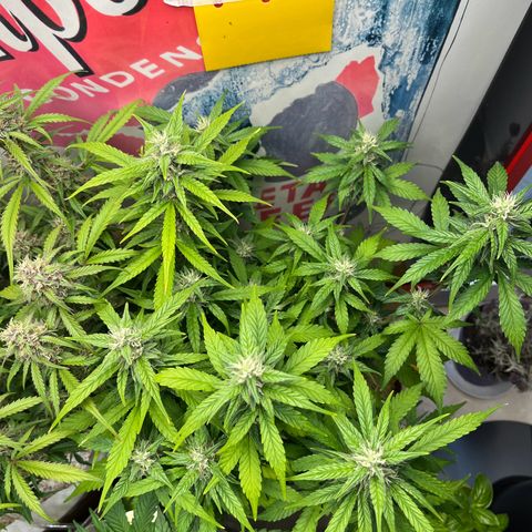 gorilla cookies auto - 9l plastic - herbsoil growlog timeline photo