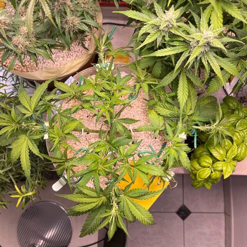 six shooter auto - 12l aero pod - light mix growlog timeline photo