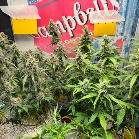 gorilla cookies auto - 9l plastic - herbsoil growlog timeline photo
