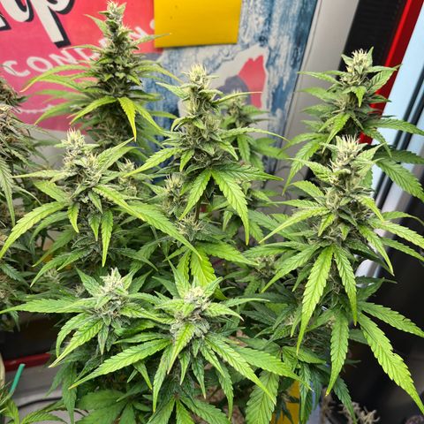 gorilla cookies auto - 9l plastic - herbsoil growlog timeline photo