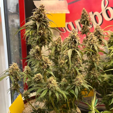 gorilla cookies auto - 9l plastic - herbsoil growlog timeline photo
