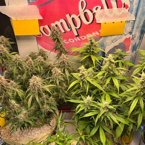 gorilla cookies auto - 9l plastic - herbsoil growlog timeline photo