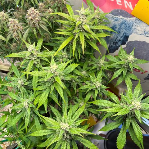 gorilla cookies auto - 9l plastic - herbsoil growlog timeline photo