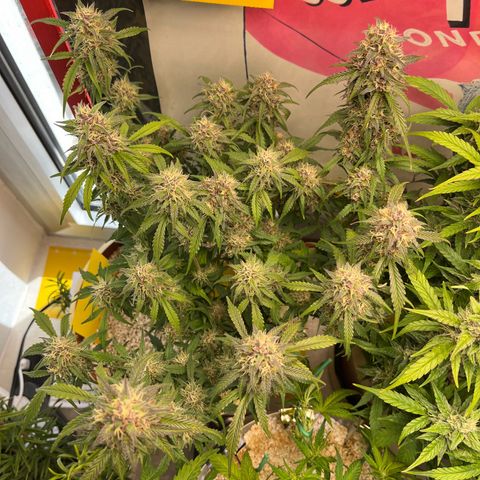 gorilla cookies auto - 9l plastic - herbsoil growlog timeline photo