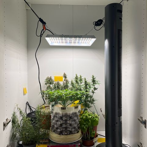 gorilla cookies auto - 9l plastic - herbsoil growlog timeline photo