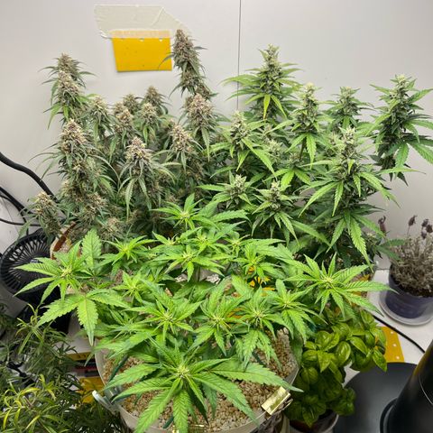 gorilla cookies auto - 9l plastic - herbsoil growlog timeline photo