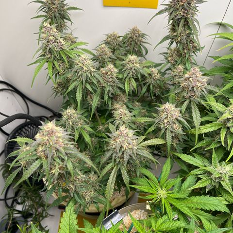 gorilla cookies auto - 9l plastic - herbsoil growlog timeline photo