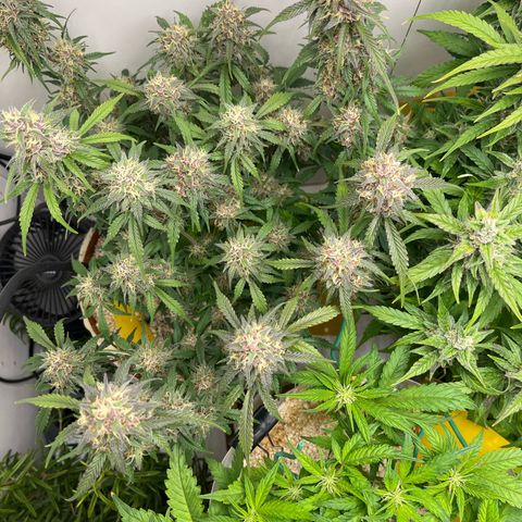 gorilla cookies auto - 9l plastic - herbsoil growlog timeline photo