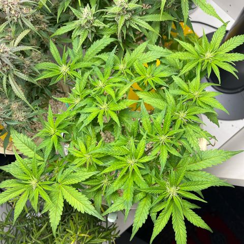 six shooter auto - 12l aero pod - light mix growlog timeline photo