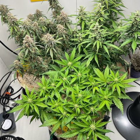 six shooter auto - 12l aero pod - light mix growlog timeline photo