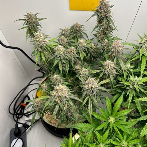 gorilla cookies auto - 9l plastic - herbsoil growlog timeline photo