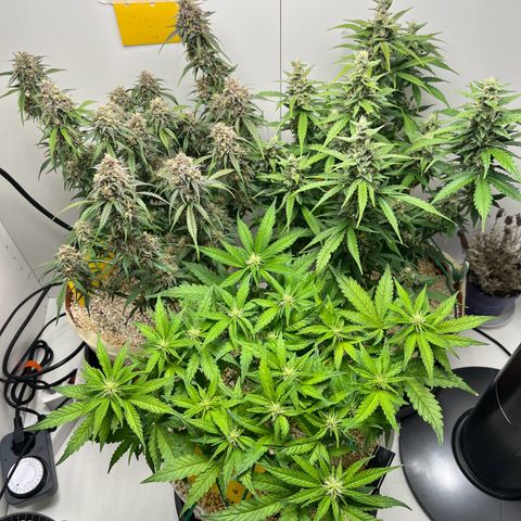 gorilla cookies auto - 9l plastic - herbsoil growlog timeline photo