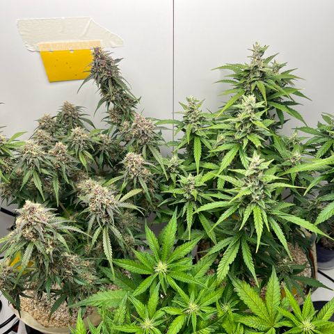 gorilla cookies auto - 9l plastic - herbsoil growlog timeline photo