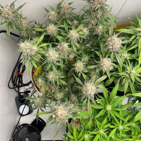 gorilla cookies auto - 9l plastic - herbsoil growlog timeline photo