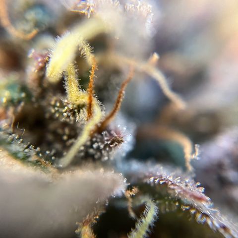 gorilla cookies auto - 9l plastic - herbsoil growlog timeline photo